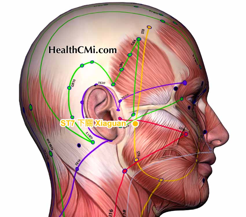 acupunctureceus st7 xiaguan