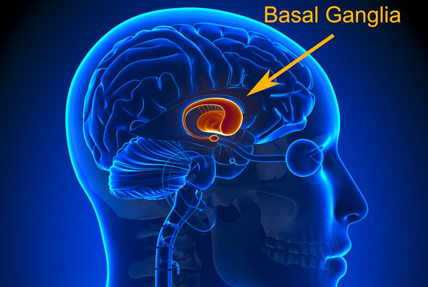 basal ganglia