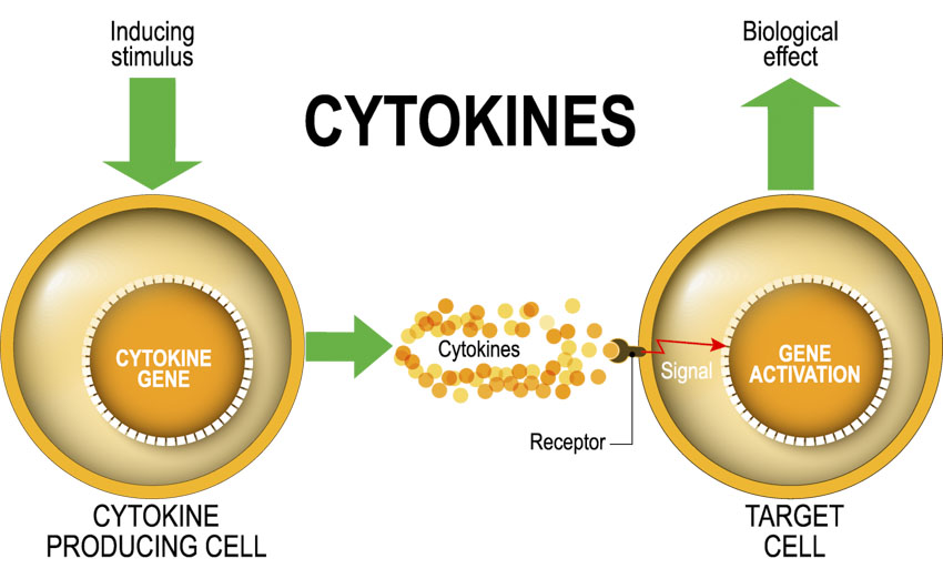 Cytokines