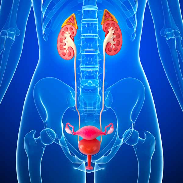 Bladder and Kidney diagram