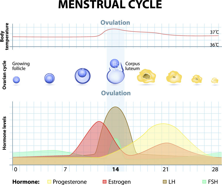 Menstrual Cycle Chart