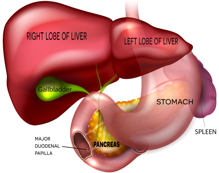 digestive system