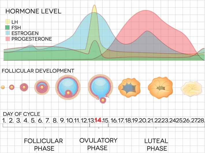 Estrogen Levels