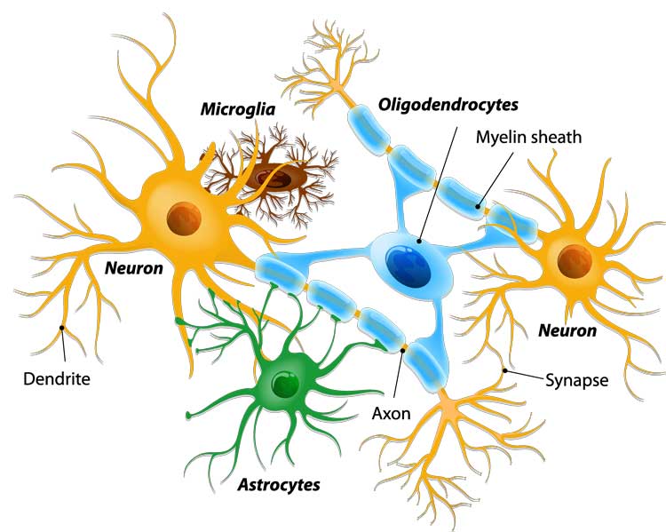 Glial Cells and Neurons