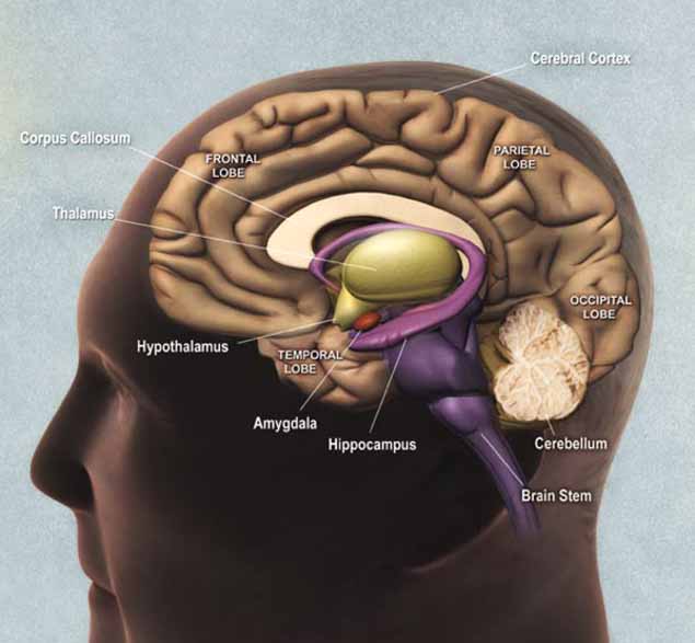 Human brain