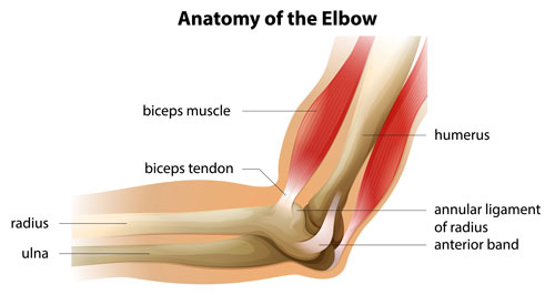 Elbow anatomy