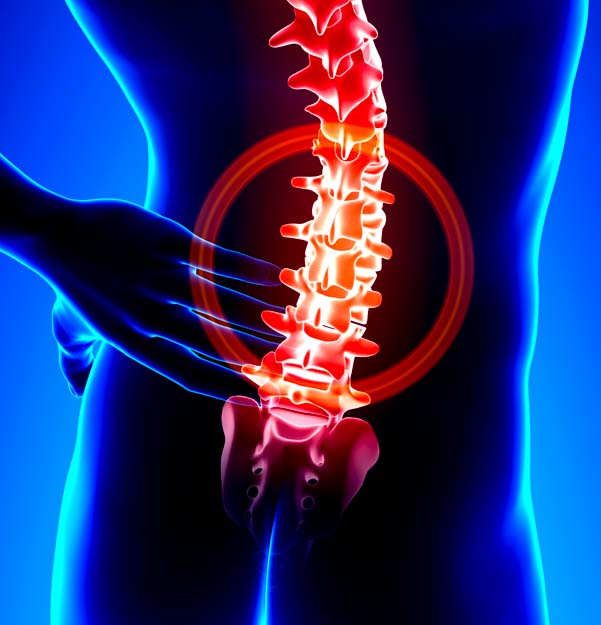 Lumbar vertebrae