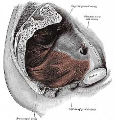 prostatitisacceus