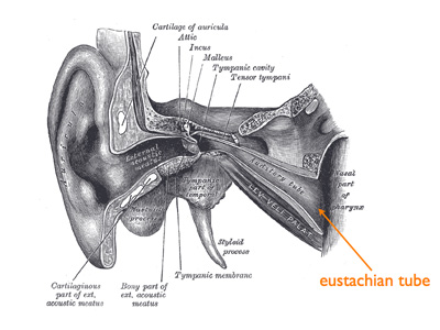 otitis_2_acupuncture.jpg