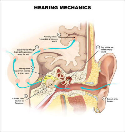 Ear Infections