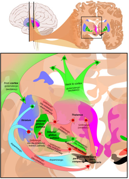 basalgangliahealthy